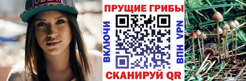 Галлюциногенные грибы Cubensis  Новая Усмань 